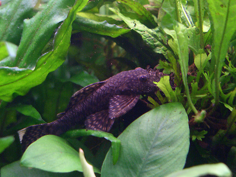 12ancistrus