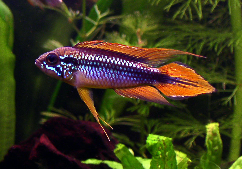 02agassizii