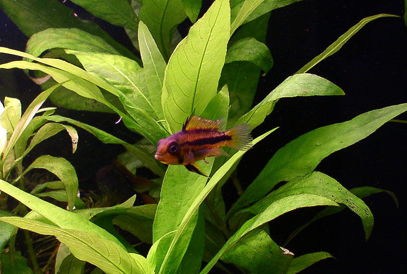 08apisto-f