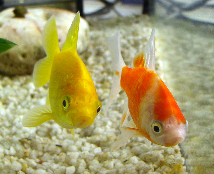 01poissons_mimis