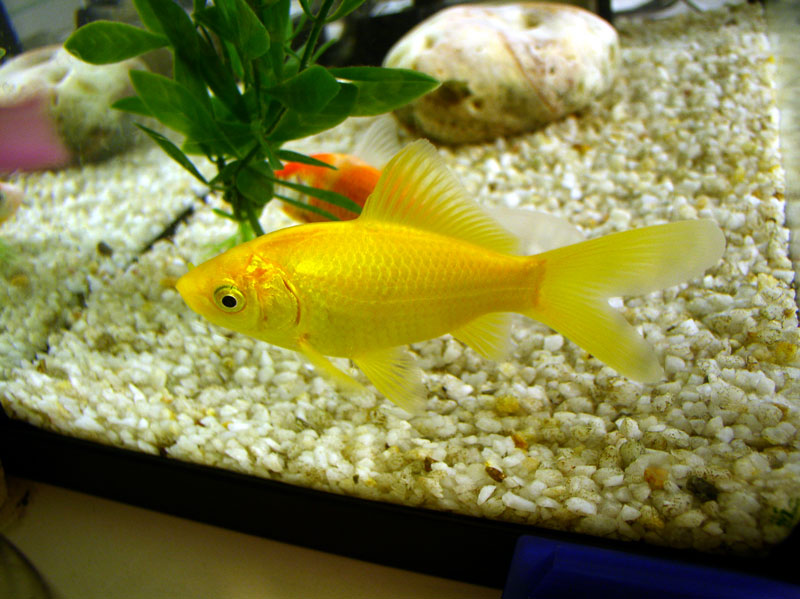 02poisson_jaune