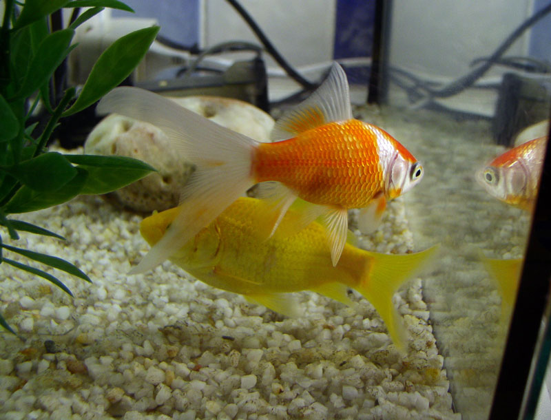 03poissons_dos