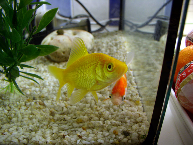 04poissons_cuisine