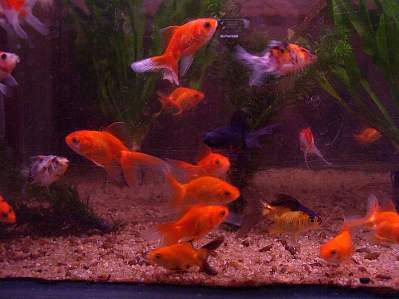 08poissons_rouges